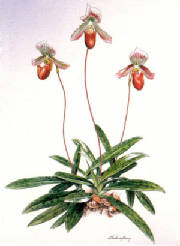 slipper-orchid.jpg